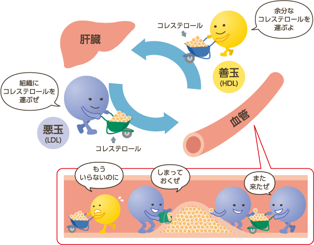 ビタミンDの形態